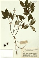 藏品(榕屬)的圖片